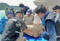 Proses pelepasliaran penyu penyu yang terdampar di Pantai Lowita Desa Wiringtasi, Kecamatan Suppa, Kabupaten Pinrang, Kamis, (18/1). (ist)