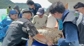 Proses pelepasliaran penyu penyu yang terdampar di Pantai Lowita Desa Wiringtasi, Kecamatan Suppa, Kabupaten Pinrang, Kamis, (18/1). (ist)