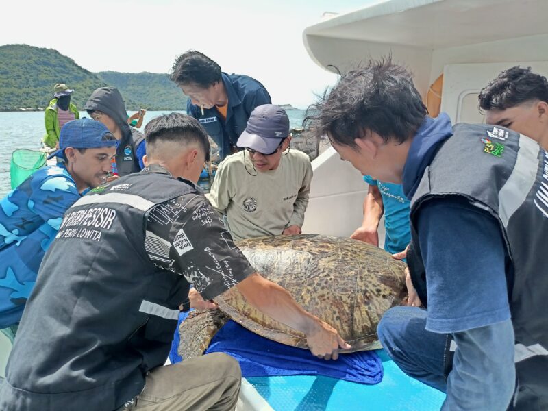 Proses pelepasliaran penyu penyu yang terdampar di Pantai Lowita Desa Wiringtasi, Kecamatan Suppa, Kabupaten Pinrang, Kamis, (18/1). (ist)