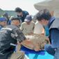 Proses pelepasliaran penyu penyu yang terdampar di Pantai Lowita Desa Wiringtasi, Kecamatan Suppa, Kabupaten Pinrang, Kamis, (18/1). (ist)
