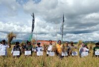 Panen perdana padi Program Gernas Tahun 2023 di Kampung Mentan tepatnya di Desa Ponre-ponre, Kecamatan Libureng, Kabupaten Bone. (ist)