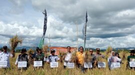 Panen perdana padi Program Gernas Tahun 2023 di Kampung Mentan tepatnya di Desa Ponre-ponre, Kecamatan Libureng, Kabupaten Bone. (ist)