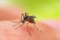 Nyamuk Aedes aegypti penyebab penyakit demam berdarah. (int)