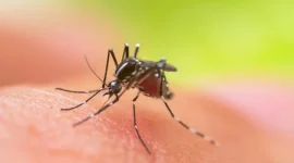 Nyamuk Aedes aegypti penyebab penyakit demam berdarah. (int)