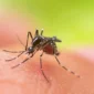 Nyamuk Aedes aegypti penyebab penyakit demam berdarah. (int)