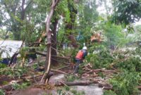 Pohon tumbang akibat cuaca ekstrem melanda Kota Makassar. (ist)