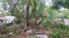 Pohon tumbang akibat cuaca ekstrem melanda Kota Makassar. (ist)