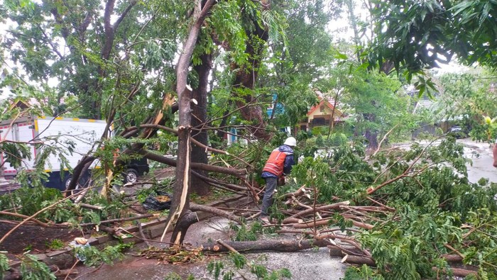 Pohon tumbang akibat cuaca ekstrem melanda Kota Makassar. (ist)