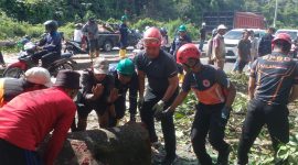 BPBD Bontang Atasi Pohon Tumbang yang Sebabkan Kemacetan Parah. (foto;Sadah)