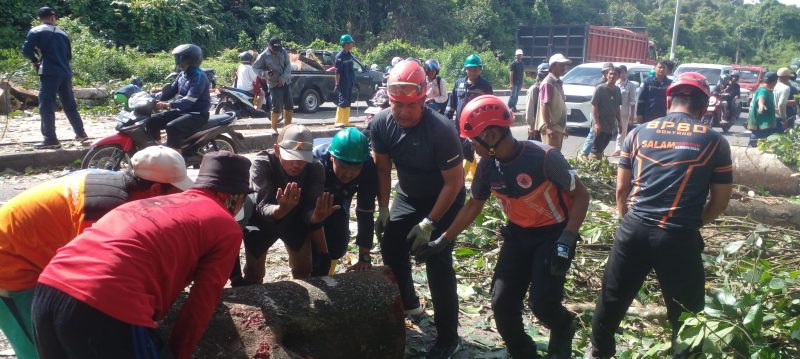 BPBD Bontang Atasi Pohon Tumbang yang Sebabkan Kemacetan Parah. (foto;Sadah)
