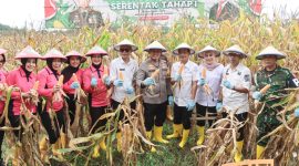 Sinergitas TNI, Polri dan Pemerintah Daerah Kabupaten Bone dalam menyukseskan program ketahanan pangan. (ist) 