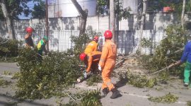 BPBD Bontang Pangkas Pohon Rawan Tumbang di Gunung Telihan. (foto;sadah)