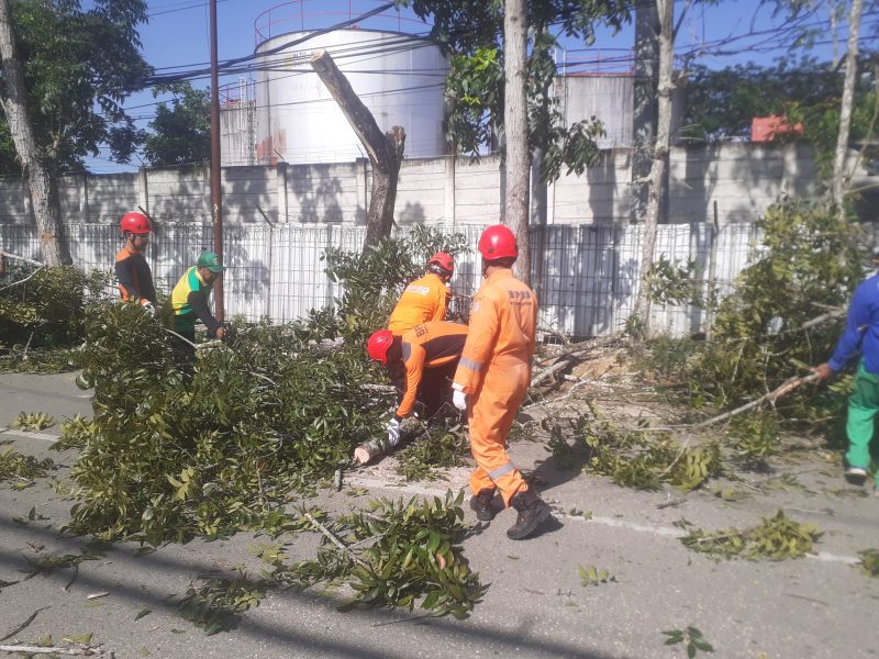 BPBD Bontang Pangkas Pohon Rawan Tumbang di Gunung Telihan. (foto;sadah)