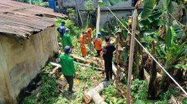 Tim BPBD Bontang evakuasi pohon tumbang yang timpa rumah warga, Selasa (18/3). (ist)