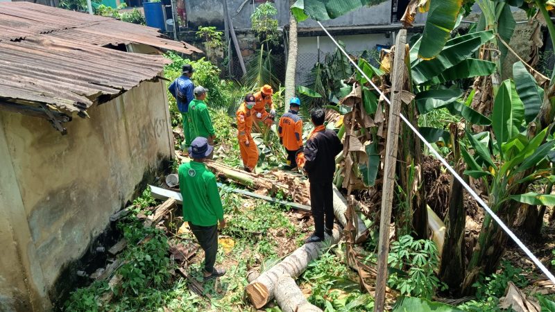 Tim BPBD Bontang evakuasi pohon tumbang yang timpa rumah warga, Selasa (18/3). (ist)