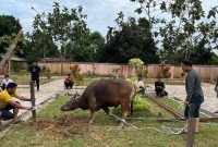 Dalam momentum ini, Sekretariat DPRD Kaltim sekaligus menggelar penyembelihan hewan kurban. (Foto/Humas)