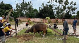 Dalam momentum ini, Sekretariat DPRD Kaltim sekaligus menggelar penyembelihan hewan kurban. (Foto/Humas)