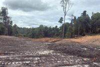 Kondisi KHDTK Unmul yang dirambah. (DOK/Diksiku)