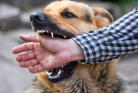 A male German shepherd bites a man by the hand.