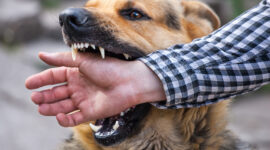 A male German shepherd bites a man by the hand.