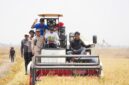 Sawah Tadah Hujan di Sidrap Panen 6,4 Ton per Hektare Berkat Dukungan Sumur Bor. (foto:ist)