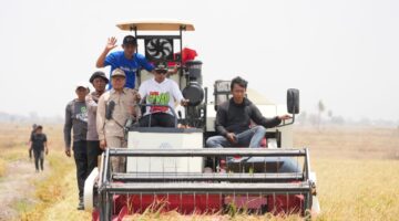Sawah Tadah Hujan di Sidrap Panen 6,4 Ton per Hektare Berkat Dukungan Sumur Bor. (foto:ist)