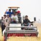 Sawah Tadah Hujan di Sidrap Panen 6,4 Ton per Hektare Berkat Dukungan Sumur Bor. (foto:ist)